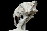 False Saber-Tooth Cat (Hoplophoneus) Skull - South Dakota #78249-3